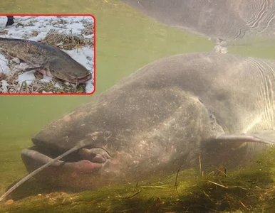 Miniatura: Wędkarze sprawdzili, czy sumy biorą zimą....