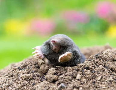Miniatura: Zwijam w kulkę i wrzucam do kopca kreta....