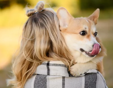 Miniatura: Mało psi pies. Dlaczego te zwierzęta są...