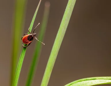 Miniatura: Myślisz, że dieta odstrasza kleszcze?...