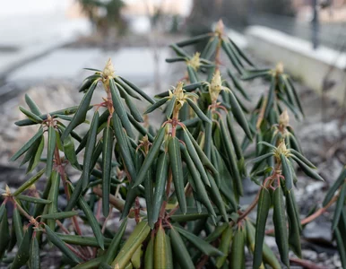 Miniatura: Pozwijane w ruloniki liście rododendronu?...