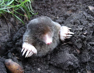 Miniatura: Wrzuć dwie kulki do kopca. Krety i nornice...