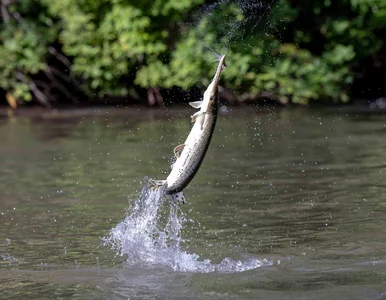 Miniatura: Wędkarz pobił rekord. Waga ryby robi wrażenie