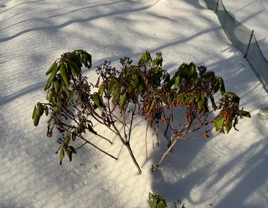 Miniatura: Zalej letnią wodą, odczekaj dobę i podlej....