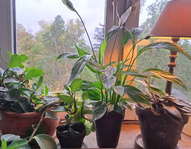 Miniatura: Włóż to do doniczki, a skrzydłokwiat...