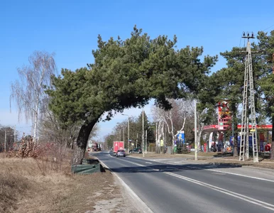 Miniatura: „Brama do miasta” z nagrodą. To niezwykłe...