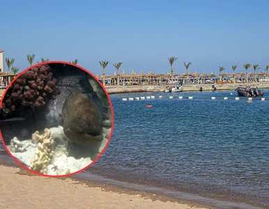 Miniatura: Niebezpieczeństwo na plaży w Egipcie....