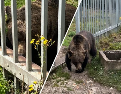 Miniatura: 49-latek trzymał niedźwiedzia na posesji....