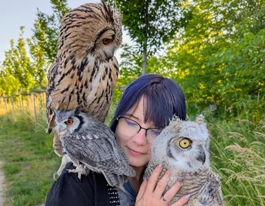 Miniatura: Jak Harry Potter zrobił krzywdę sowom....