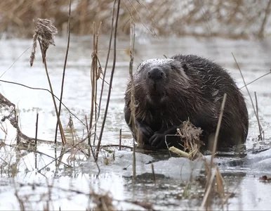 Miniatura: Leśnicy zadecydowali w sprawie odstrzału...