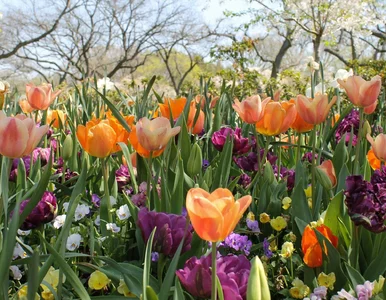 Miniatura: Ogromne anomalie pogodowe w Polsce. Taki...