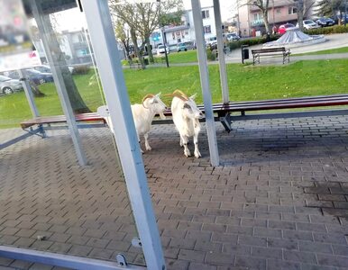 Miniatura: Dwie kozy stały na przystanku. „Wyglądały,...