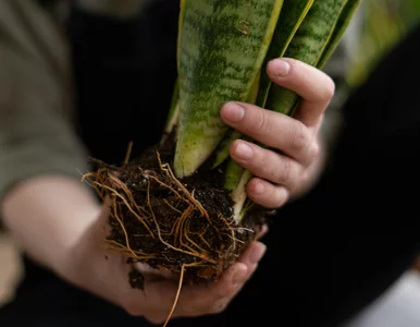 Miniatura: To najlepszy moment na przesadzanie...