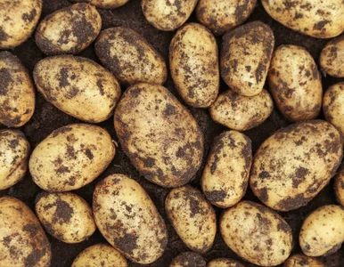 Miniatura: Rolnicy pod lupą inspektorów. Jeden błąd...