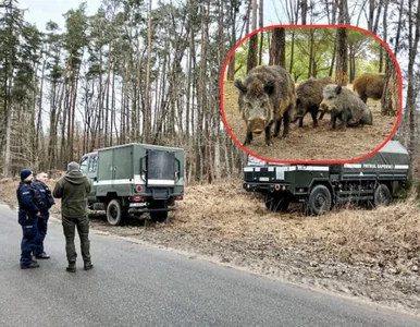 Miniatura: Dziki dokonały szokującego odkrycia. Akcja...