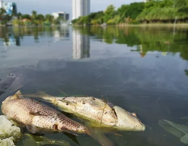 Miniatura: Trzy tony śniętych ryb w Kanale Gliwickim....