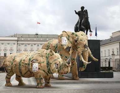 Miniatura: Martwe pamiątki z Afryki. Będzie zakaz...