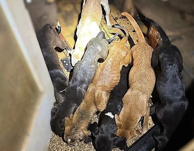 Miniatura: Wrocławianie wezwali policję do...