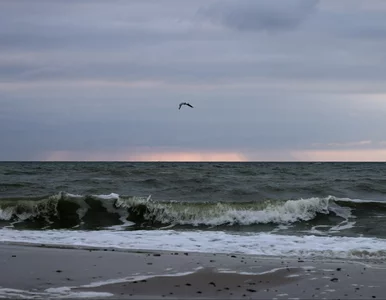 Miniatura: Potężny las wyłonił się z morza....