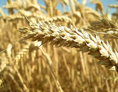 Miniatura: Chleb będzie droższy? Rolnicy wciąż nie...