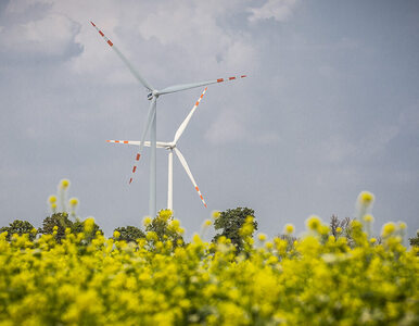 Miniatura: Tauron wybuduje pierwszą farmę wiatrową na...