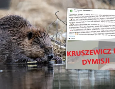 Miniatura: Warszawskie ZOO w ogniu krytyki. „Tak to...