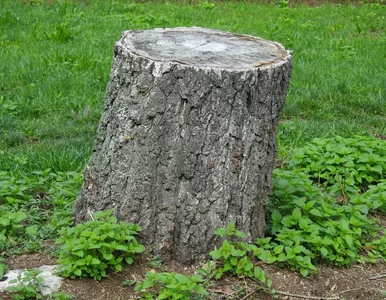Miniatura: Ani koparka, ani sól. Przykrywam pień i...