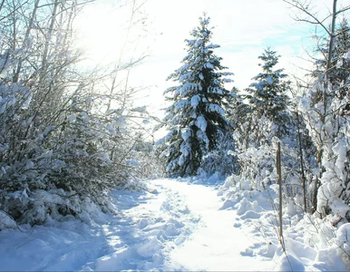 Miniatura: Pogoda w grudniu poważnie zaskoczy! Nowa...
