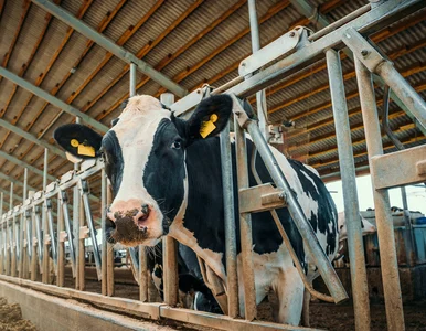 Miniatura: Polski rolnik sprzedaje mleko po 7,50 zł....