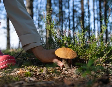 Miniatura: Samochodem na grzyby. Czy strażnik leśny...
