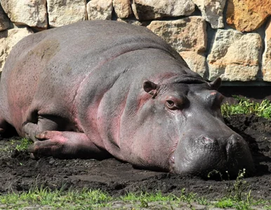 Miniatura: Koniec pewnej epoki. Odeszła Pelagia z...