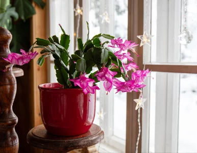 Miniatura: Czym podlewać grudnik w grudniu? Wystarczy...