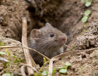 Miniatura: Wbij to w ziemię jeszcze dziś. Nornice...