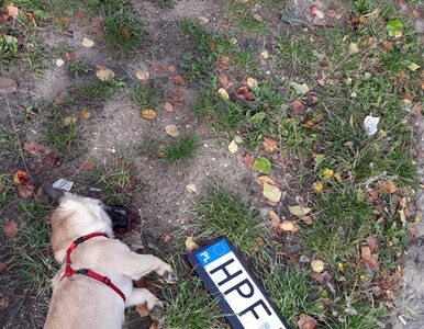 Miniatura: Policjant z Łodzi potrącił psa. Uciekł z...