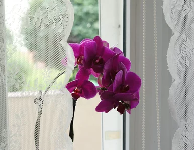 Miniatura: Wlej to do doniczki co 14 dni. Storczyk...