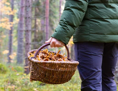 Miniatura: Wyszli na grzyby we dwóch, wrócił tylko...