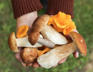 Miniatura: Wysyp grzybów blisko Warszawy. Ujawniono...