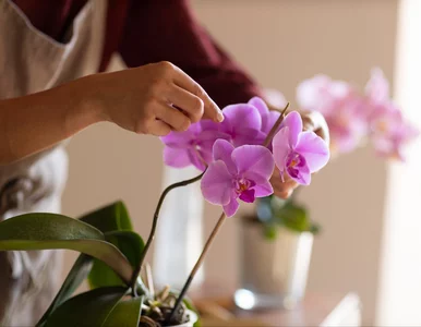 Miniatura: Wsyp zaledwie pół łyżeczki do doniczki. Po...