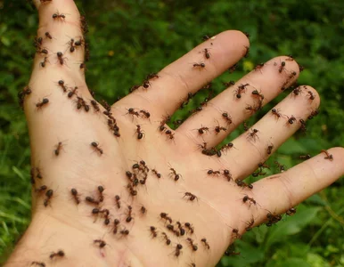 Miniatura: Zrywałam agrest i co chwilę podskakiwałam...
