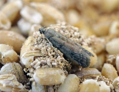 Miniatura: Wystarczyło, że włożyłam to do szafki....