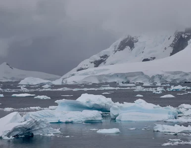 Miniatura: Ten drapieżnik z głębin może żyć setki...