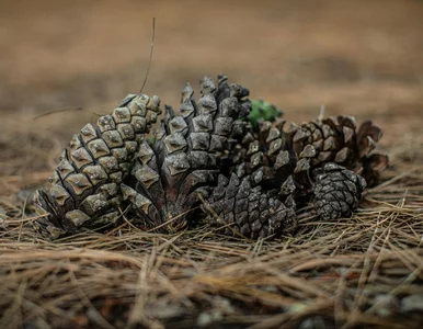 Miniatura: Tragedia przy zbiorze szyszek w Józefowie....