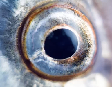 Miniatura: Rekordy wędkarskie, o których warto...