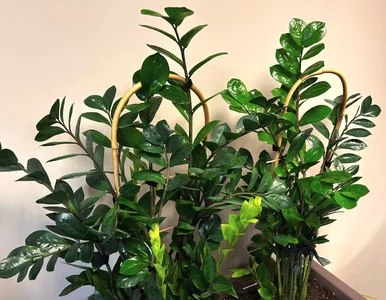 Miniatura: Jedna łyżeczka do wody i zamiokulkas...