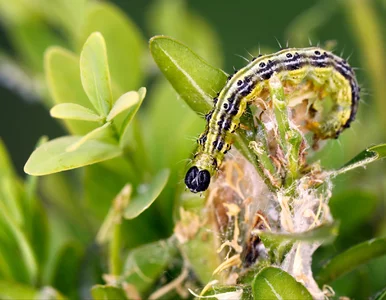 Miniatura: Weź 3 łyżeczki białego proszku z kuchni i...