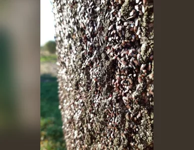 Miniatura: Inwazja śmierdzących owadów w Polsce....
