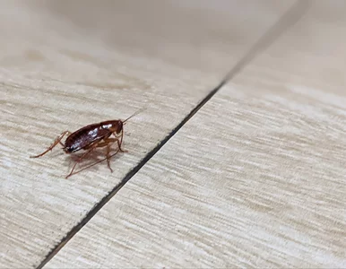 Miniatura: W autobusach zaroiło się od karaluchów....