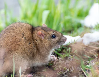Miniatura: Grasują także zimą, niszczą rośliny. Zrób...