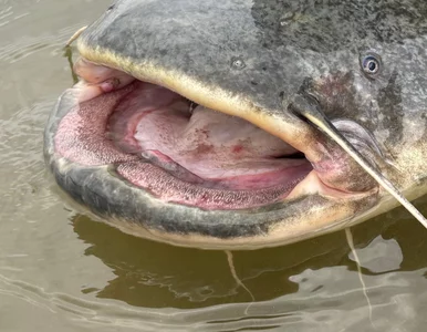 Miniatura: Sum nie dawał za wygraną, wędkarz się nie...