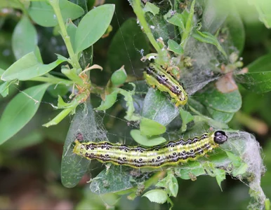 Miniatura: Zagotuj i spryskaj bukszpan. Działa na...